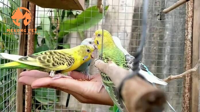 Khám Phá Thế Giới Chim Yến Phụng: Cơ Hội Sở Hữu Ngay!